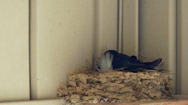A Barn Swallow (Hirundo rustica) video klibi, vinil kaplamalı modern bir evin arifesinde yuva yapıyor.