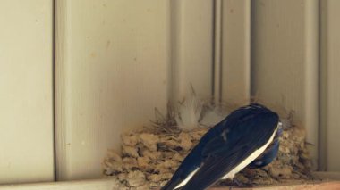 A Barn Swallow (Hirundo rustica) video klibi, vinil kaplamalı modern bir evin arifesinde yuva yapıyor.