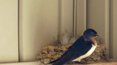A Barn Swallow (Hirundo rustica) video klibi, vinil kaplamalı modern bir evin arifesinde yuva yapıyor.
