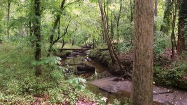 Columbia, Güney Carolina 'da düzenlenen Saluda Nehri Yürüyüşü' nün video kaydı yağmurdan hemen sonra bulutlu bir günde çekildi..