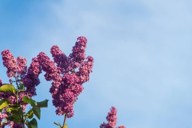 Leylak. Doğal leylak. Doğa ve çiçekler. Çiçekli leylak çalısı
