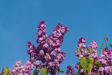 Leylak. Doğal leylak. Doğa ve çiçekler. Çiçekli leylak çalısı