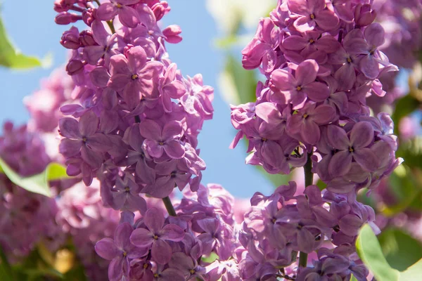 stock image Lilac. natural lilac. Nature and flowers. Blossoming lilac bush