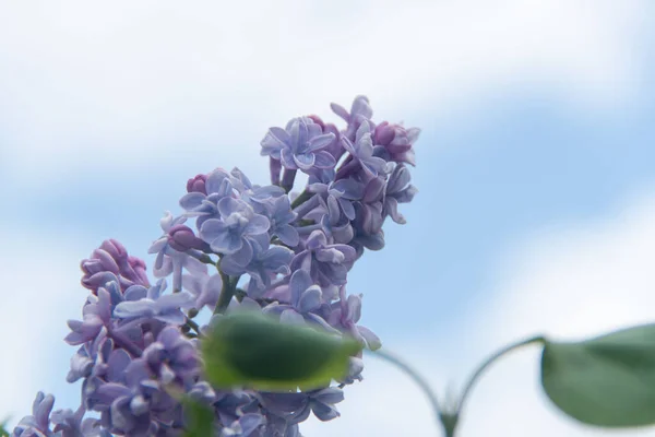 Leylak Doğal Leylak Doğa Çiçekler Çiçekli Leylak Çalısı — Stok fotoğraf