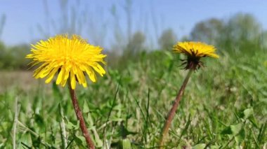 Çiçek ilacı topluyorum. Bir eczacı ilaç için sarı çiçekler toplar.