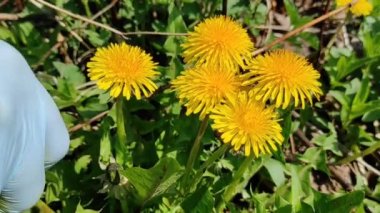 Çiçek ilacı topluyorum. Bir eczacı ilaç için sarı çiçekler toplar.