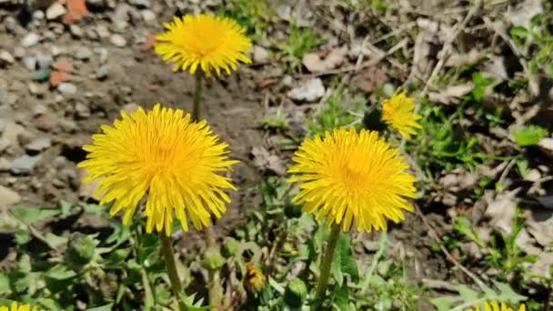 Çiçek Ilacı Topluyorum Bir Eczacı Ilaç Için Sarı Çiçekler Toplar — Stok video
