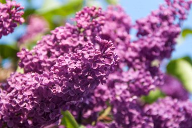 Leylak. Doğal leylak. Doğa ve çiçekler. Çiçekli leylak çalısı