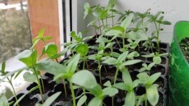 Mikroçimler. Ev bitkileri. Evde yetiştirme. Yeşil filizler küçüktür.