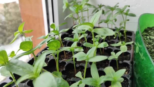 Mikrozielone Rośliny Domowe Hodowla Domu Zielone Kiełki Małe — Wideo stockowe