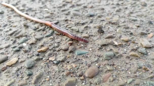 土虫が道路上の天然石を這う — ストック動画