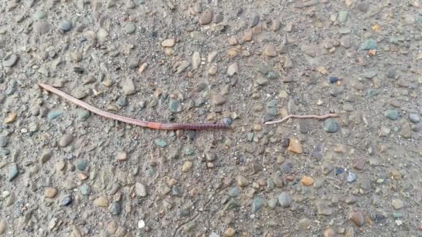Earthworm Crawls Natural Stone Road — Stock Video