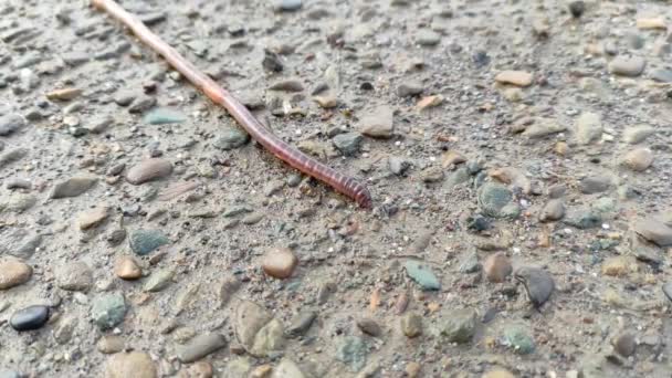 Een Regenworm Kruipt Een Natuursteen Weg — Stockvideo