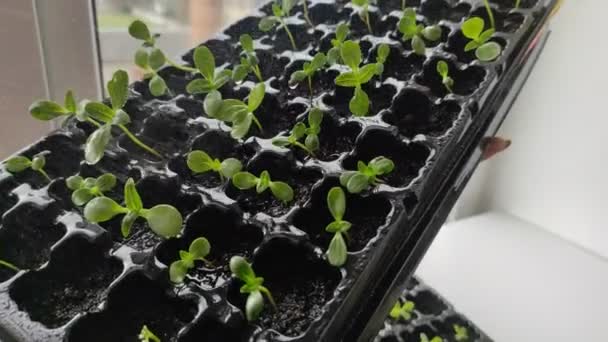 Mikrozelení Rostliny Pěstování Doma Zelené Výhonky Jsou Malé — Stock video