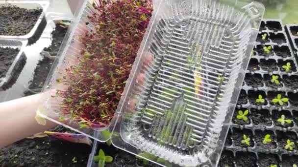 Yeşillikleri Suluyorum Kapalı Alandaki Bitkiler Mikro Yeşilliklerle Ilgilenmek — Stok video