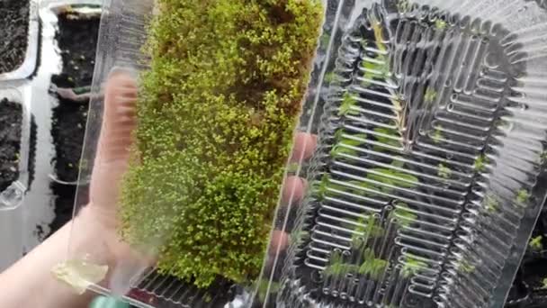 Riego Microgreens Cuidado Plantas Interior Microgreens — Vídeos de Stock