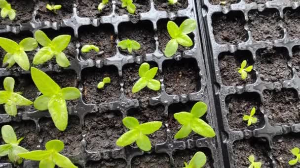 Mikrozelení Rostliny Pěstování Doma Zelené Výhonky Jsou Malé — Stock video