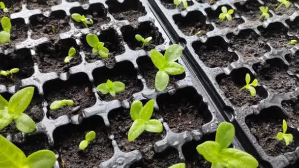 Mikrogrã Zimmerpflanzen Kultivierung Hause Grüne Sprossen Sind Klein — Stockvideo