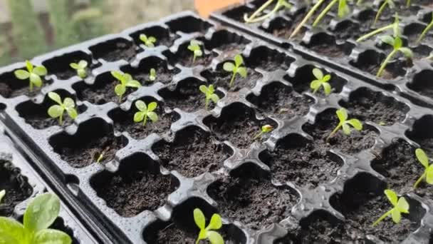 Mikroçimler Bitkileri Evde Yetiştirme Yeşil Filizler Küçüktür — Stok video
