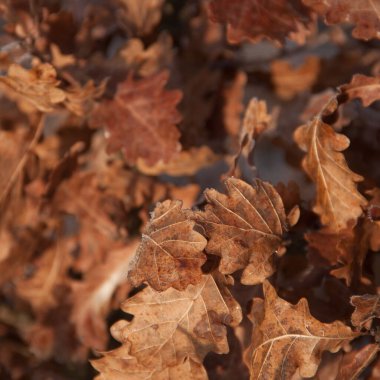 Kahverengi ve sarı sonbahar yapraklarının dokusu. Kurumuş yapraklar.