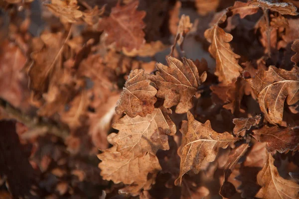 褐色和黄色的秋天树叶的纹理 枯干的叶子 — 图库照片