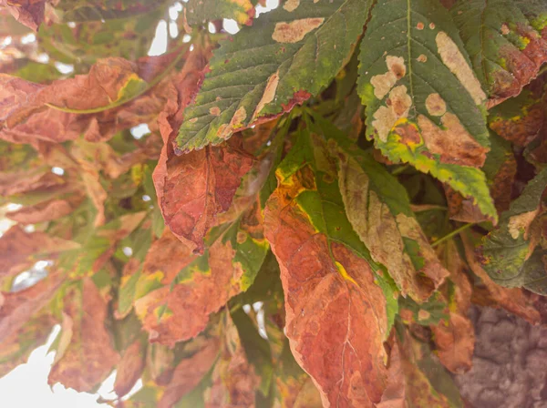 Verdroogde Herfstkastanjebladeren — Stockfoto
