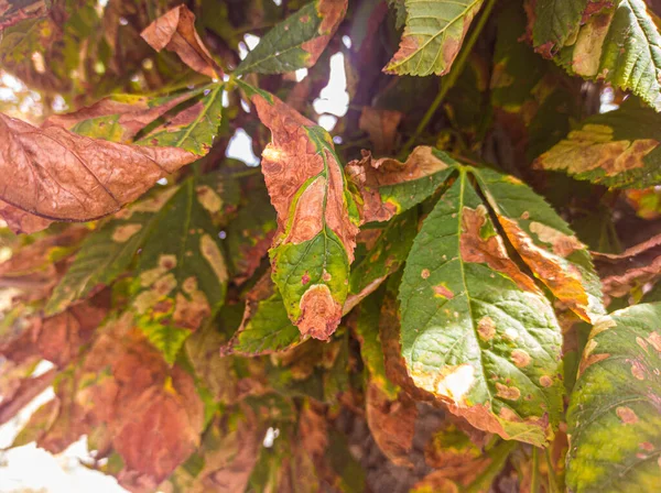 Засохшие Осенние Каштановые Листья — стоковое фото