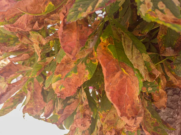 Засохшие Осенние Каштановые Листья — стоковое фото