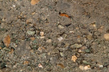 Gri betonun foto dokusu. Doku tasarımı için boş