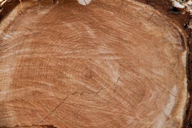 Testere ağacı. Ormanların yok edilmesi. Kereste ve yakacak odun topluyorum.