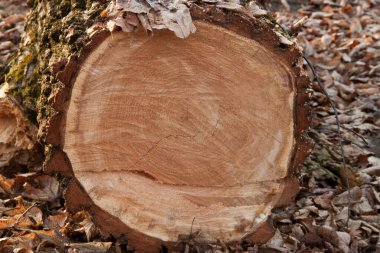 Testere ağacı. Ormanların yok edilmesi. Kereste ve yakacak odun topluyorum.