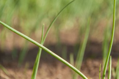 Topraktan yeşil bir bitki çıkıyor. Bahar ve filizlenme. Büyüme