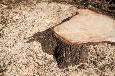 Testere ağacı. Ormanların yok edilmesi. Kereste ve yakacak odun topluyorum.