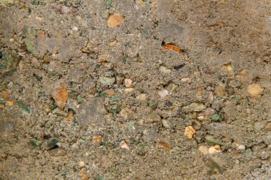 Gri betonun foto dokusu. Doku tasarımı için boş