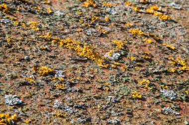 Eski ahşap doku. Doğal ahşap fotoğrafı. Kaba ahşap doku.