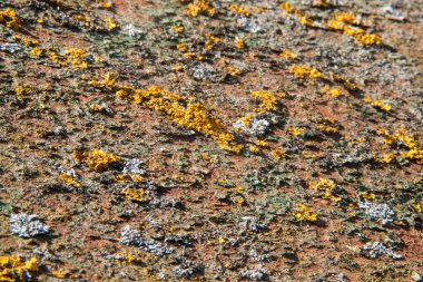 Eski ahşap doku. Doğal ahşap fotoğrafı. Kaba ahşap doku.