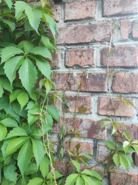 Tuğla duvar dokusunun fotoğrafı. Eski tuğla dokusu