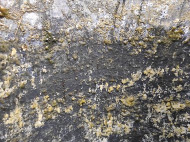 Gri beton doku. Gri doku arkaplanı ve boş