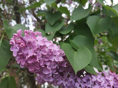 Leylak çiçeği Doğal fotoğraf manzarası