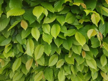 Yeşil yaprak dokusu. Yeşil çalıların fotoğrafı.