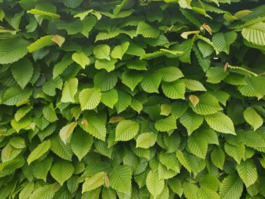 Yeşil yaprak dokusu. Yeşil çalıların fotoğrafı.