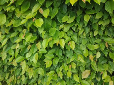 Yeşil yaprak arkaplanının fotoğraf dokusu