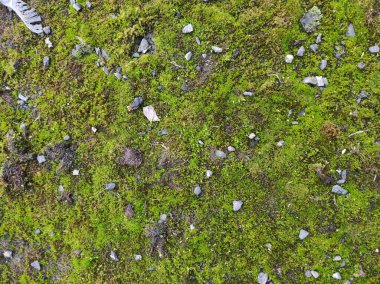 Yeşil yaprak arkaplanının fotoğraf dokusu