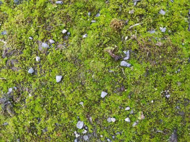 Yeşil yaprak arkaplanının fotoğraf dokusu
