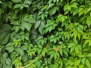 Yeşil yaprak arkaplanının fotoğraf dokusu