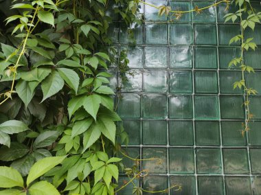 Yeşil yaprak arkaplanının fotoğraf dokusu