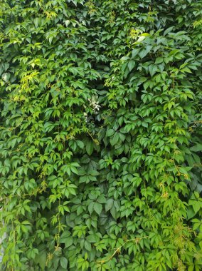 Yeşil yaprak arkaplanının fotoğraf dokusu