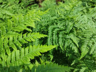 Yeşil yaprak arkaplanının fotoğraf dokusu