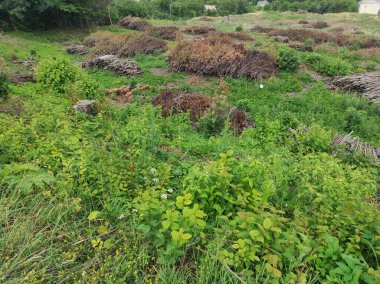 Yeşil yaprak arkaplanının fotoğraf dokusu