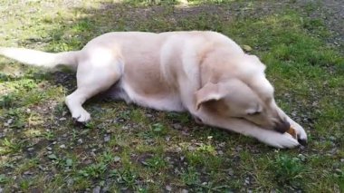 Lettwiller altın labrador ekmeği kemiriyor. Köpek oynuyor.